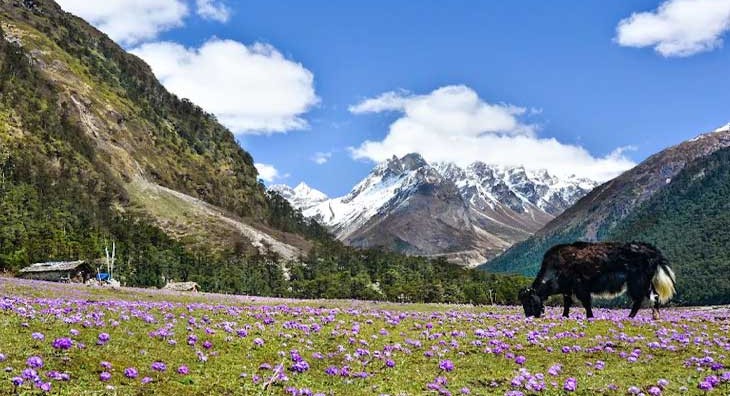 Yamthang Valley