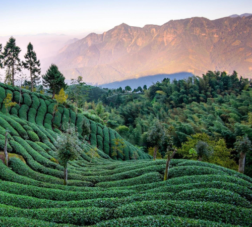 Delightful Darjeeling Tour Packages