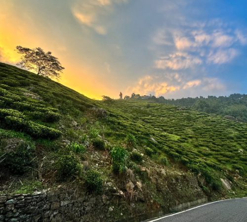 Mesmarizing Darjeeling With Sikkim