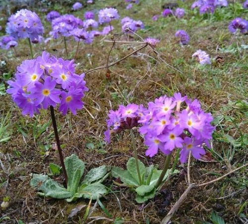 Mesmerizing Sikkim With Darjeeling