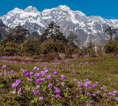 North Sikkim Tour Packages (With only Lachung)