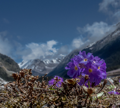 Romantic Sikkim, Lachung & Darjeling